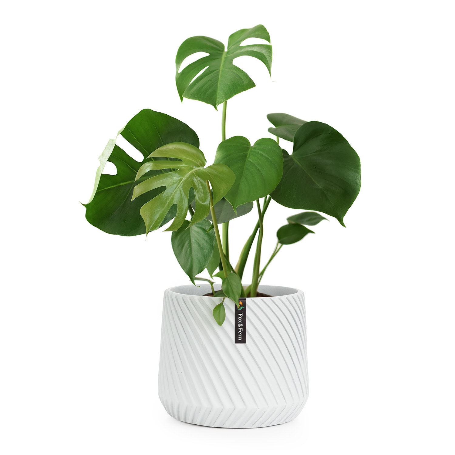 Fox & Fern Heusden