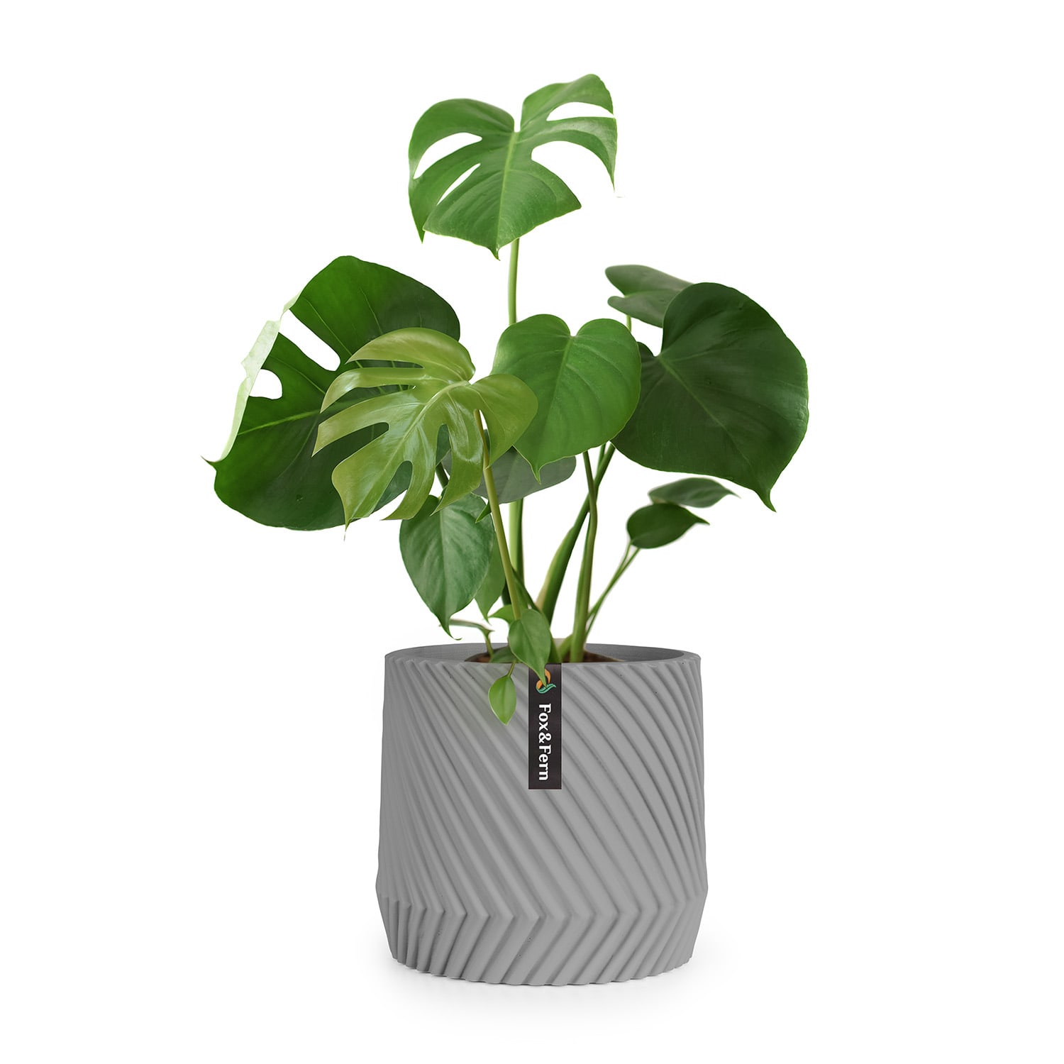 Fox & Fern Heusden