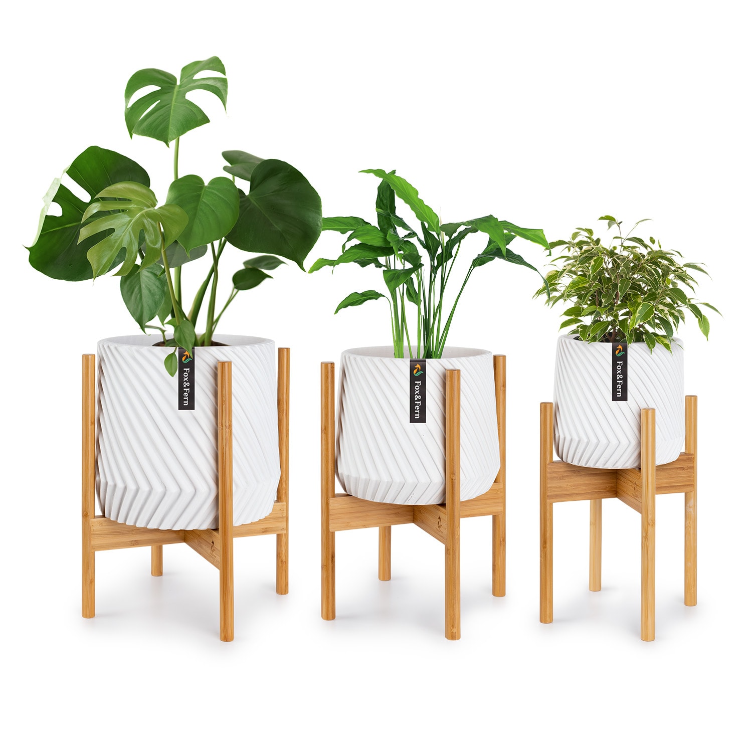 Fox & Fern