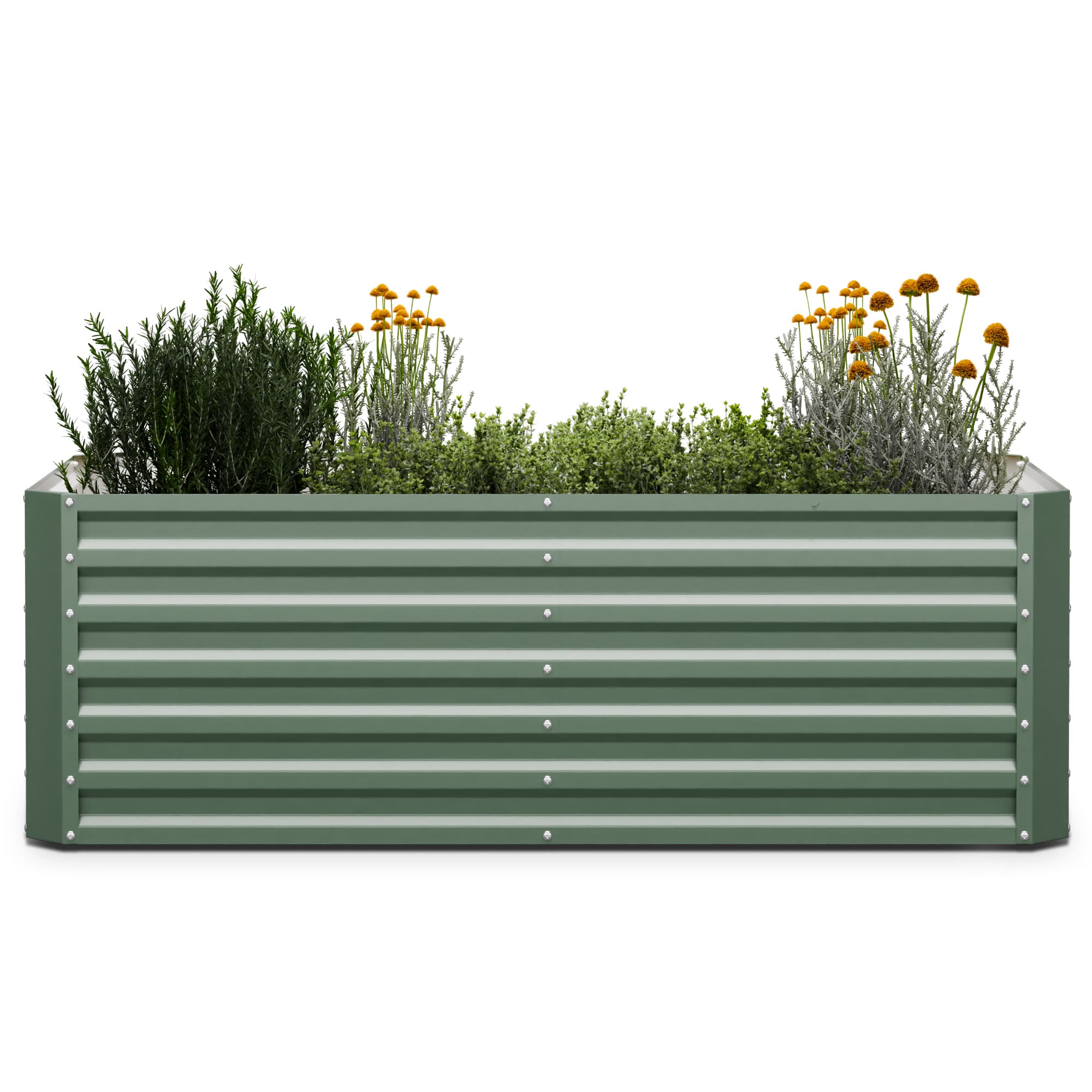 Blumfeldt High Grow Straight